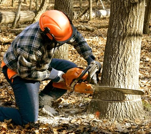 Tree Removal in Merrill, MI